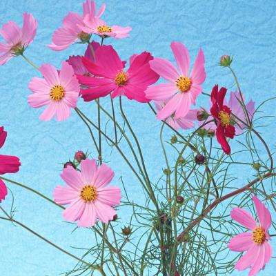 三国志吕布与貂蝉